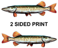 Muskie 8" Two-Sided Fish Stickers – 10 Pack product image