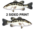 Black Bass 8" Two-Sided Fish Stickers – 10 Pack product image