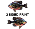 Bluegill 8" Two-Sided Fish Stickers – 10 Pack product image