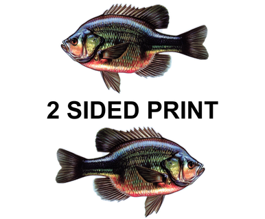 Bluegill 8" Two-Sided Fish Stickers – 10 Pack product image
