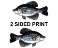 Crappie 8" Two-Sided Fish Stickers – 10 Pack product image