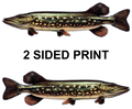 Northern Pike 8" Two-Sided Fish Stickers – 10 Pack product image