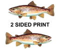 Brown Trout 8" Two-Sided Fish Stickers – 10 Pack product image