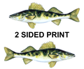 Walleye 8" Two-Sided Fish Stickers – 10 Pack product image