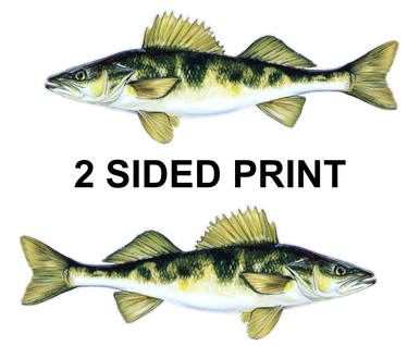 Walleye 8" Two-Sided Fish Stickers – 10 Pack product image