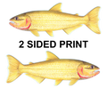 Golden Dorado 8" Two-Sided Fish Stickers – 10 Pack product image