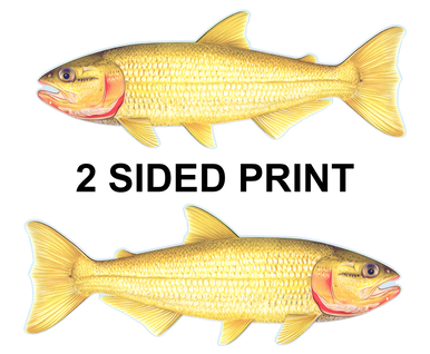 Golden Dorado 8" Two-Sided Fish Stickers – 10 Pack product image