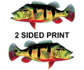 Peacock Bass 8" Two-Sided Fish Stickers – 10 Pack product image
