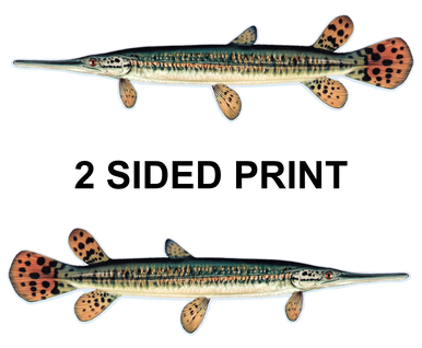 Spotted Gar 8" Two-Sided Fish Stickers – 10 Pack product image