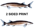 Sturgeon 8" Two-Sided Fish Stickers – 10 Pack product image