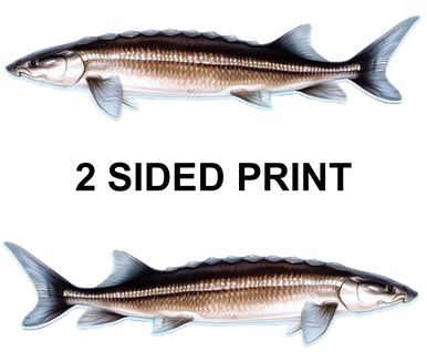Sturgeon 8" Two-Sided Fish Stickers – 10 Pack product image