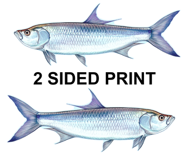 Tarpon 8" Two-Sided Fish Stickers – 10 Pack product image