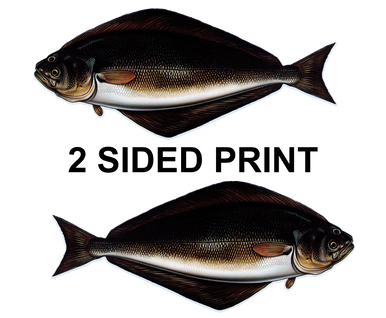 Halibut 8" Two-Sided Fish Stickers – 10 Pack product image