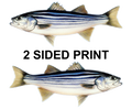 Striped Bass 8" Two-Sided Fish Stickers – 10 Pack product image