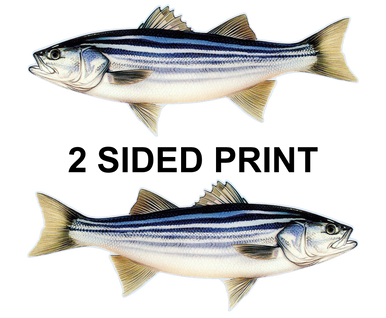 Striped Bass 8" Two-Sided Fish Stickers – 10 Pack product image