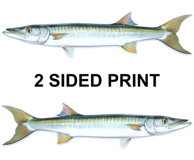 Barracuda 8" Two-Sided Fish Stickers – 10 Pack product image
