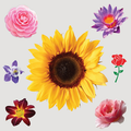 Flower Sticker Display product image