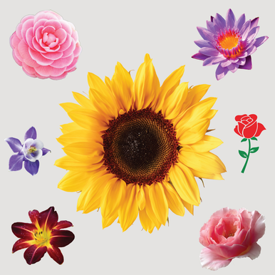 Flower Sticker Display product image