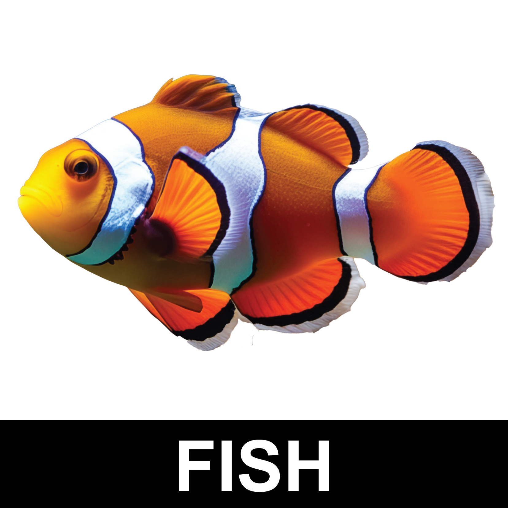 Fish Sticker Display