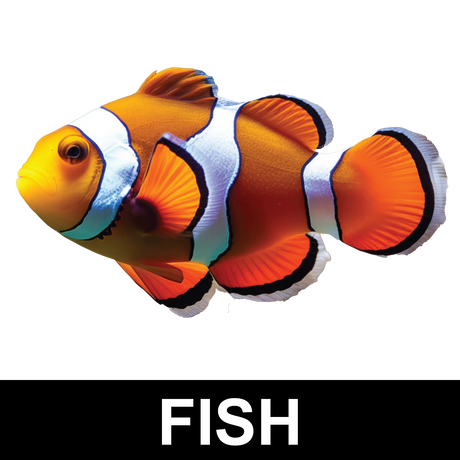 Fish Sticker Display