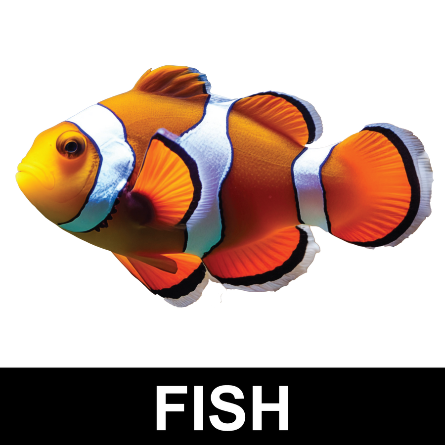 Fish Sticker Display