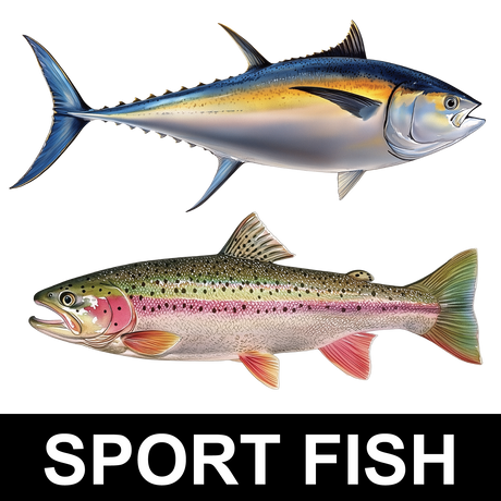 Sport Fish Sticker Display